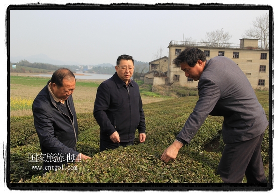 婺源縣茶業(yè)局積極組織茶技人員到中云、鎮(zhèn)頭、清華、思口等重點(diǎn)產(chǎn)茶鄉(xiāng)鎮(zhèn)，深入茶園地塊、名優(yōu)茶加工廠開展技術(shù)服務(wù)。